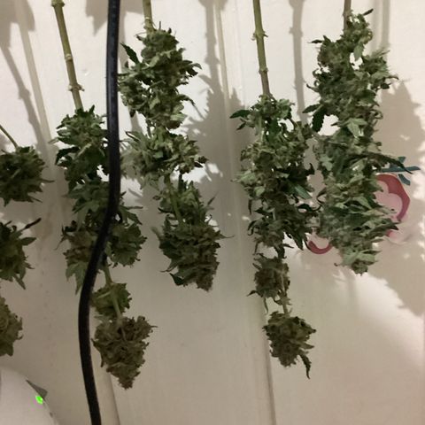 Jack Herer Auto growlog timeline photo