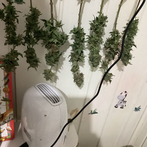 Jack Herer Auto growlog timeline photo