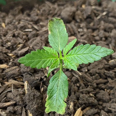 Ua growlog photo: 20 Días de germinada 