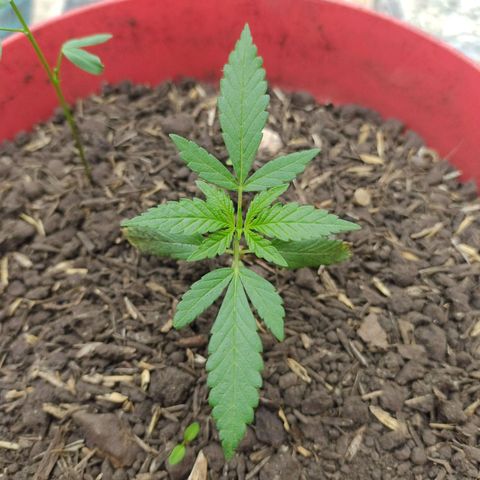 Jemet growlog timeline photo