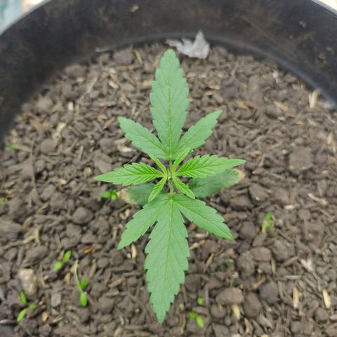 Ua growlog timeline photo