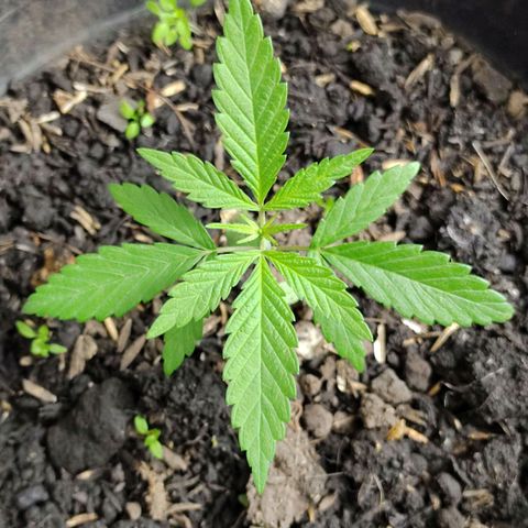 Ua growlog timeline photo