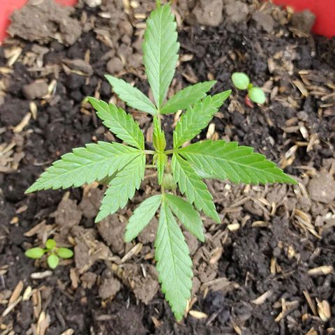 Jemet growlog timeline photo