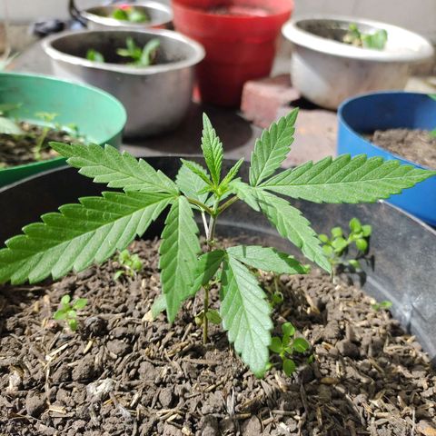 Ua growlog timeline photo