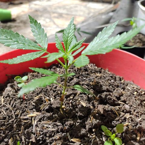 Jemet growlog timeline photo