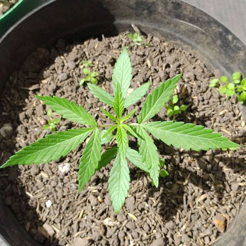 Ua growlog timeline photo