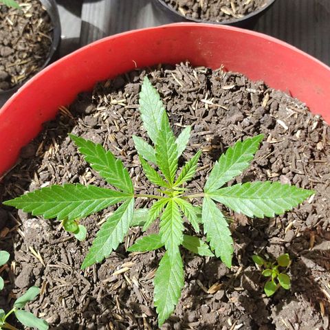 Jemet growlog timeline photo