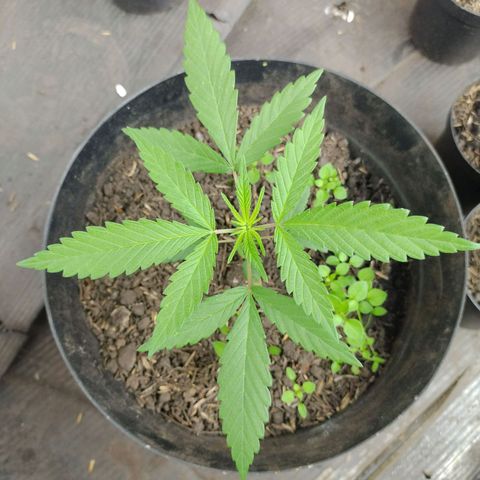 Ua growlog timeline photo