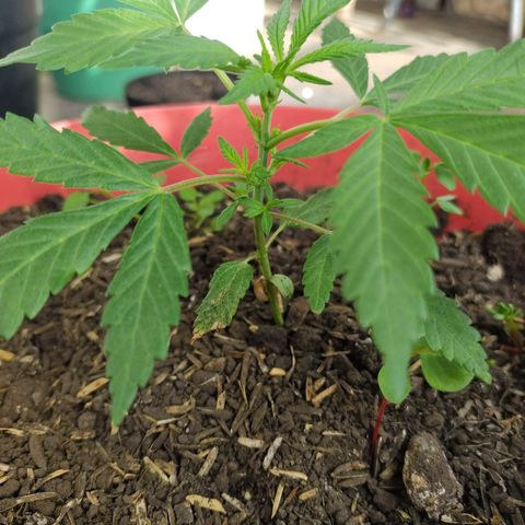 Jemet growlog timeline photo
