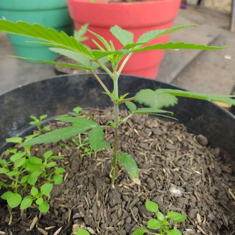 Ua growlog timeline photo
