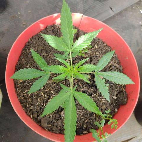 Jemet growlog timeline photo