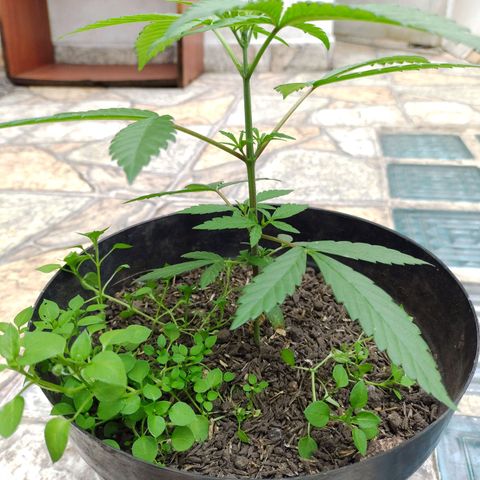 Ua growlog timeline photo