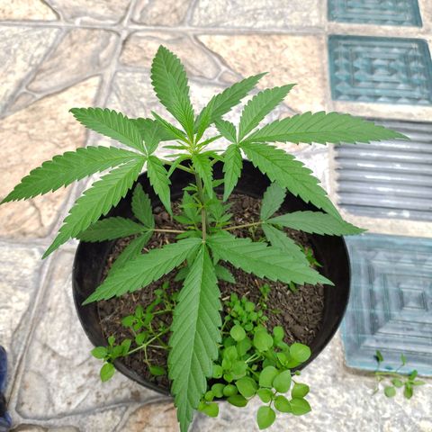 Ua growlog timeline photo