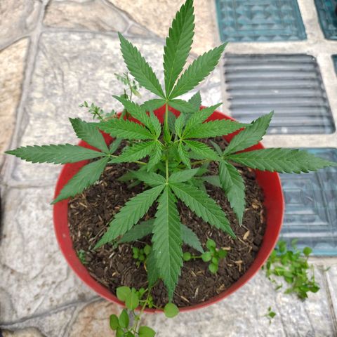 Jemet growlog timeline photo