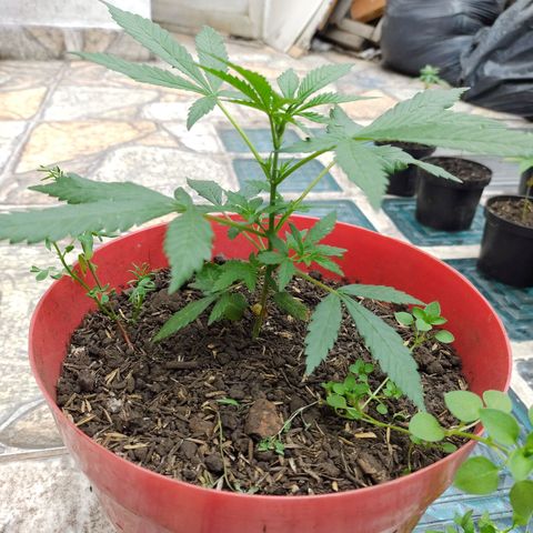 Jemet growlog timeline photo