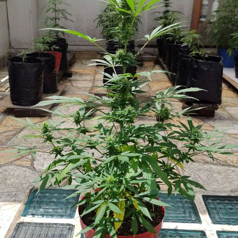 Jemet growlog timeline photo