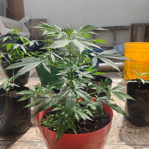 Jemet growlog timeline photo