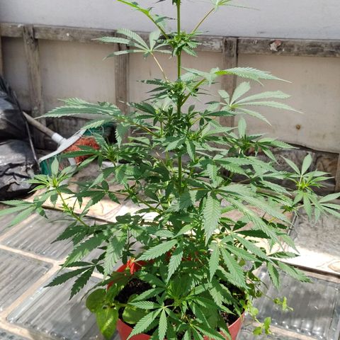 Jemet growlog timeline photo