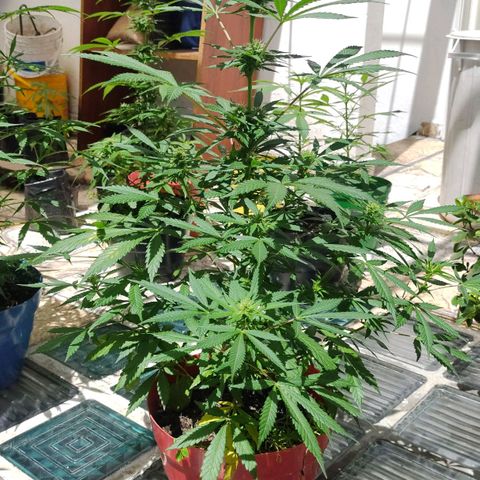 Jemet growlog timeline photo