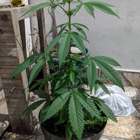Ua growlog timeline photo