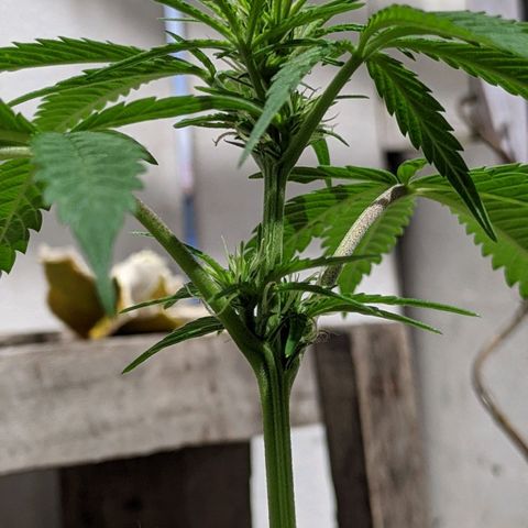 Ua growlog timeline photo