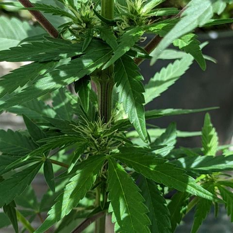 Ua growlog timeline photo
