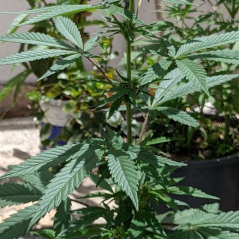 Ua growlog timeline photo