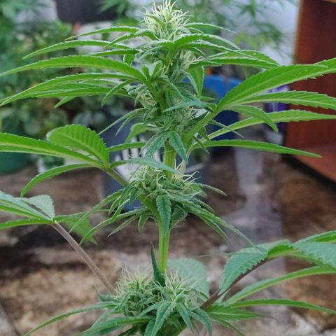 Ua growlog timeline photo