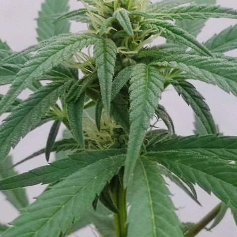 Ua growlog timeline photo