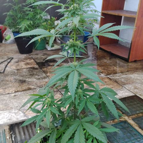 Ua growlog timeline photo