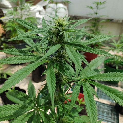 Ua growlog timeline photo