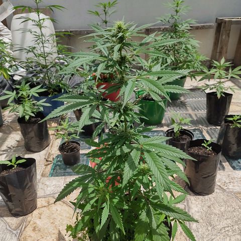 Ua growlog timeline photo