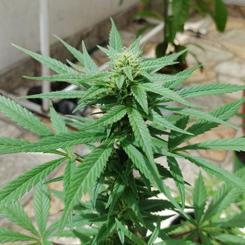 Ua growlog timeline photo