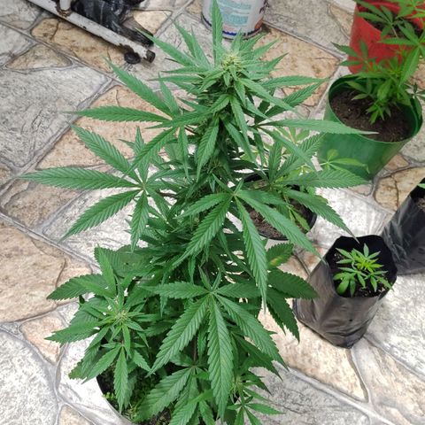Ua growlog timeline photo