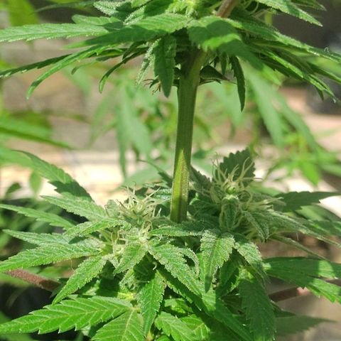 Ua growlog timeline photo