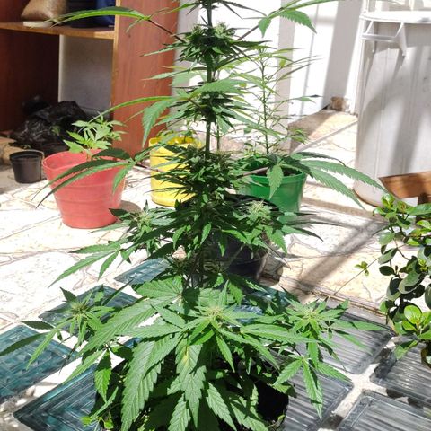Ua growlog timeline photo