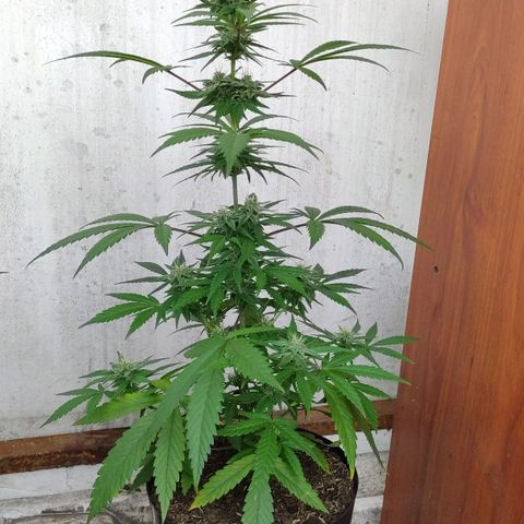 Ua growlog timeline photo