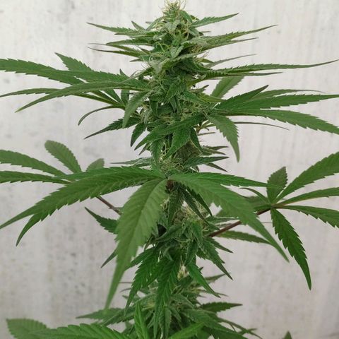 Ua growlog timeline photo