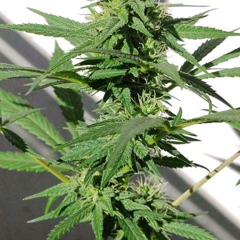 Ua growlog timeline photo