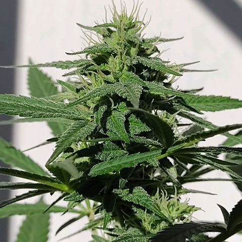 Ua growlog timeline photo