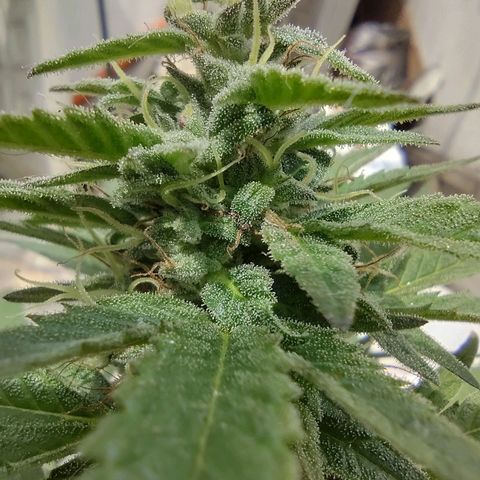 Ua growlog timeline photo
