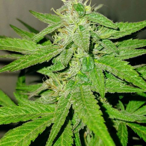 Ua growlog timeline photo