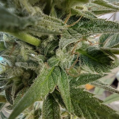 Ua growlog timeline photo