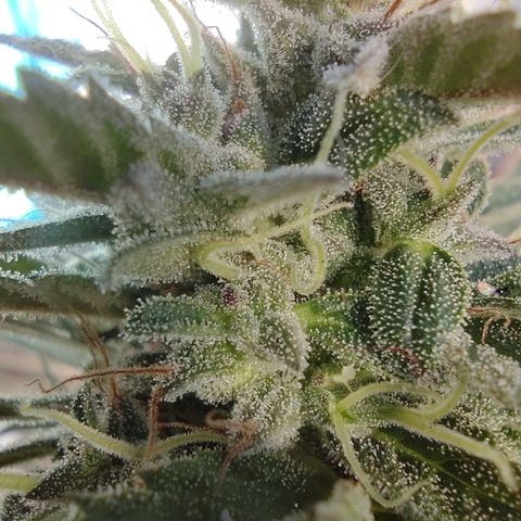 Ua growlog timeline photo