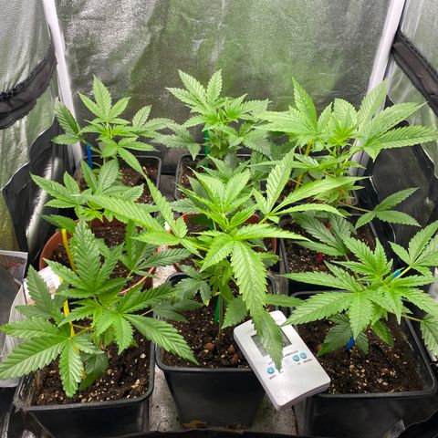Cream Caramel growlog timeline photo