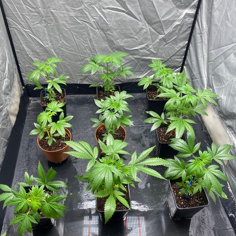 Cream Caramel growlog timeline photo