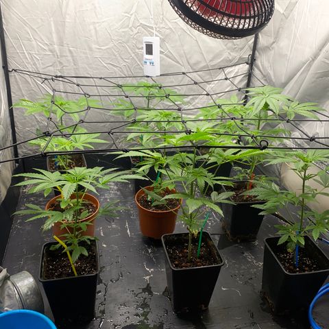 Cream Caramel growlog photo: Crem caramel 