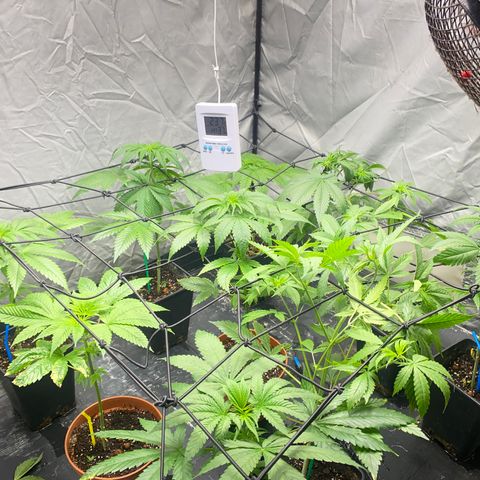 Cream Caramel growlog timeline photo
