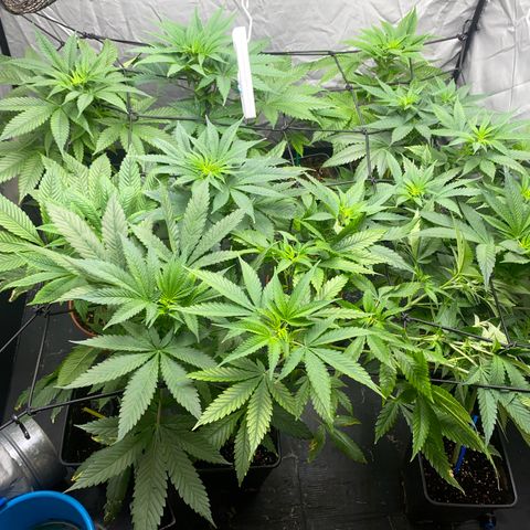 Cream Caramel growlog timeline photo