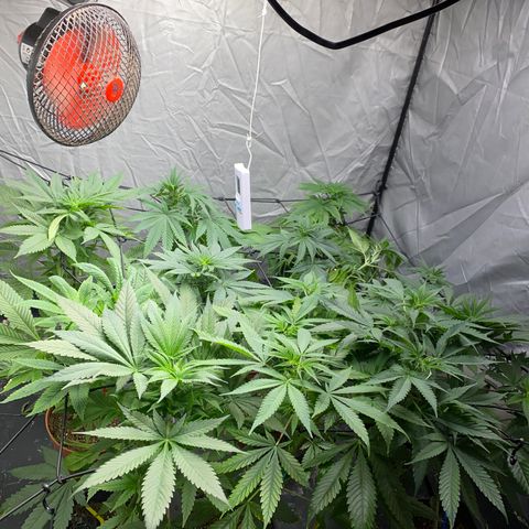 Cream Caramel growlog timeline photo